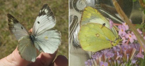 Colias hyale